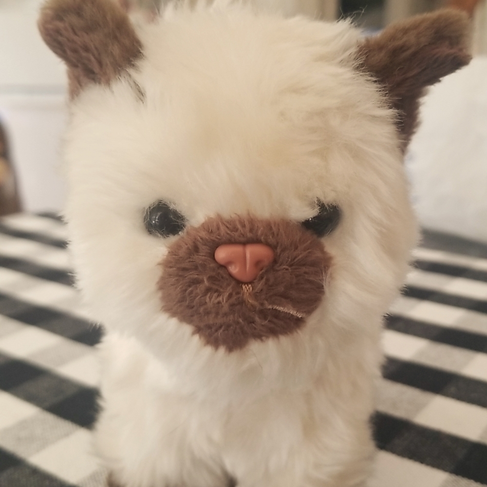 American girl Himalayan cat